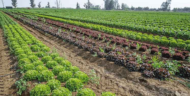 Aujourd’hui le Maroc : Foncier - une stratégie nationale dans le pipe 